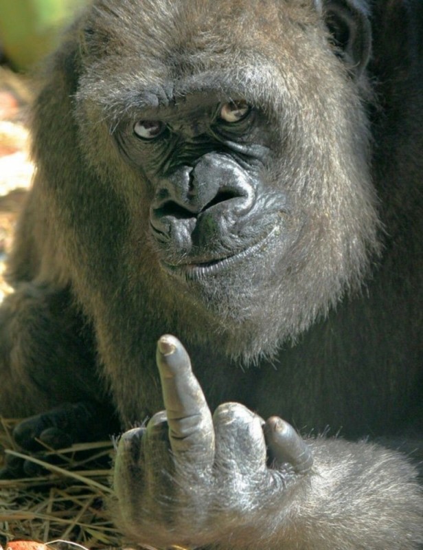 Monkey